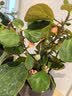 花翁小盼菩提盆栽带果盆景室内办公茶几桌面摆件中式禅意绿植源头直发 实拍图