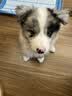 HELLOJOY狗厕所中型小型犬专用防踩屎便盆尿尿盆非不锈钢大小便神器狗砂盆 实拍图