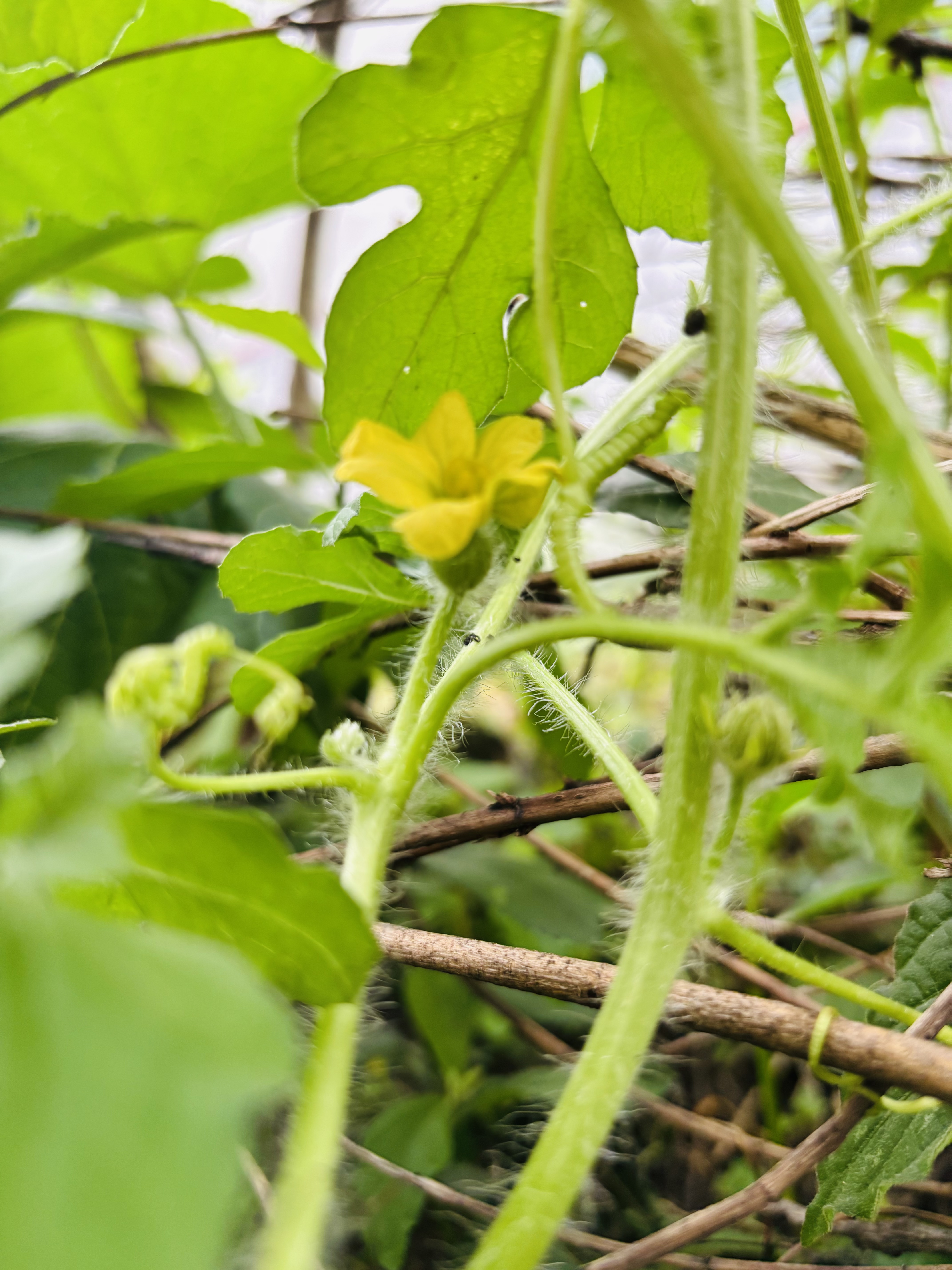 红豆A类抗菌枕头枕芯护颈枕睡眠颈椎病深度睡觉专用低枕48*74cm一对装 实拍图