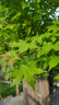 九阳（Joyoung）破壁机可拆洗家用全自动榨汁豆浆机降噪高温清洗1.75L五谷杂粮3-5人除菌P660 国家补贴 实拍图