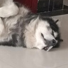 比乐牛肉牛骨成幼犬通用狗粮15kg小型中大型犬泰迪金毛囤货装 实拍图