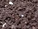 墨斗鱼通用型营养土6L 家用种菜绿植盆栽肥料多肉养花泥炭椰糠种植土壤 实拍图