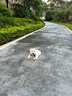 凯锐思 巴哥狗粮 八哥犬幼犬成犬4斤专用巴哥犬狗粮 2kg 实拍图