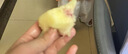 阳山水蜜桃 正宗无锡阳山白凤湖景水蜜桃 新鲜时令水果桃子整箱礼盒 一级果5-6两12个礼盒装净重6-7斤 实拍图