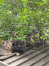 麦富迪猫粮 超肉粒冻干双拼幼猫粮免疫护肠胃 三文鱼2kg*3 实拍图