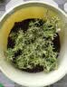 花翁重瓣太阳花苗宿根多年生枝条混色植物盆栽绿植花卉耐晒源头直发 实拍图