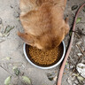 朗仕狗粮 泰迪比熊吉娃娃雪纳瑞狗粮小型犬通用 成犬全价狗粮5kg/10斤 实拍图