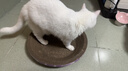 【京东物流】猫抓板磨爪猫窝一体耐磨不掉屑超大号猫玩具猫咪用品 圆形大号+猫薄荷 实拍图