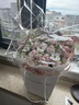 花旺鲜花速递乌梅子酱玫瑰花生日礼物女友老婆全国同城配送鲜花礼物 【鲜花定制】单拍不送|UU50 实拍图