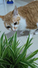 豆柴（docile）冻干三拼成猫粮无谷天然全价粮有益菌支持肠道健康猫主粮6kg  实拍图