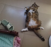 皇家成猫猫粮 营养均衡 F32 通用粮 1-7岁 4.5KG 实拍图