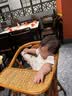 爷爷的农场婴幼儿冲冲面19g*3宝宝面条儿童营养出行辅食冲泡即食8月+ 实拍图