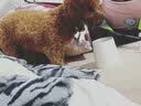 网易严选宠物零食 猫用浓汤奶昔爆珠罐 多重营养成猫 鸡肉鱼油味50g*6罐 实拍图
