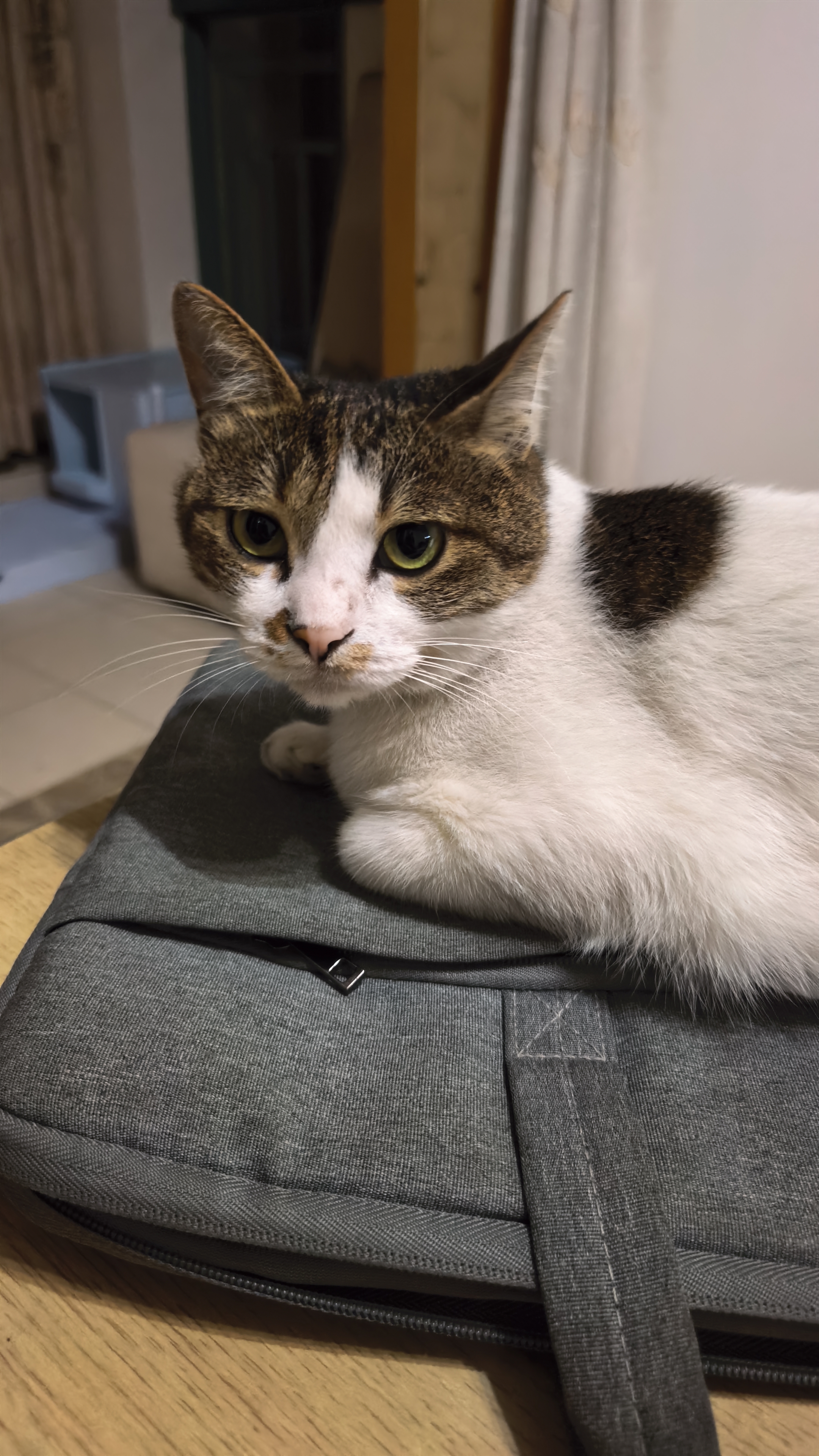 pidan混合豆腐猫砂 豆腐膨润土皮蛋猫砂除臭猫砂结团快 经典款2.4kg*4 实拍图