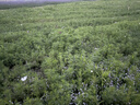 荣耀X70 焕新版 8+128 月影白 十面抗摔 8300mAh青海湖电池 IP69防水 荣耀绿洲护眼屏 AI手机 国家补贴 实拍图