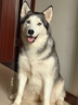 伯纳天纯牛肉粒冻干三拼肉松犬粮中大型犬小型犬成年犬粮 20kg囤货装 实拍图
