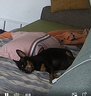 冠能狗粮体重控制绝育犬成犬狗粮全价2.5kg 高蛋白低脂肪健康减轻体重 实拍图