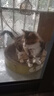 欢宠网宠物自动伸缩狗绳狗狗牵引绳猫咪猫溜遛狗绳子遛猫绳牵狗链子小狗 实拍图