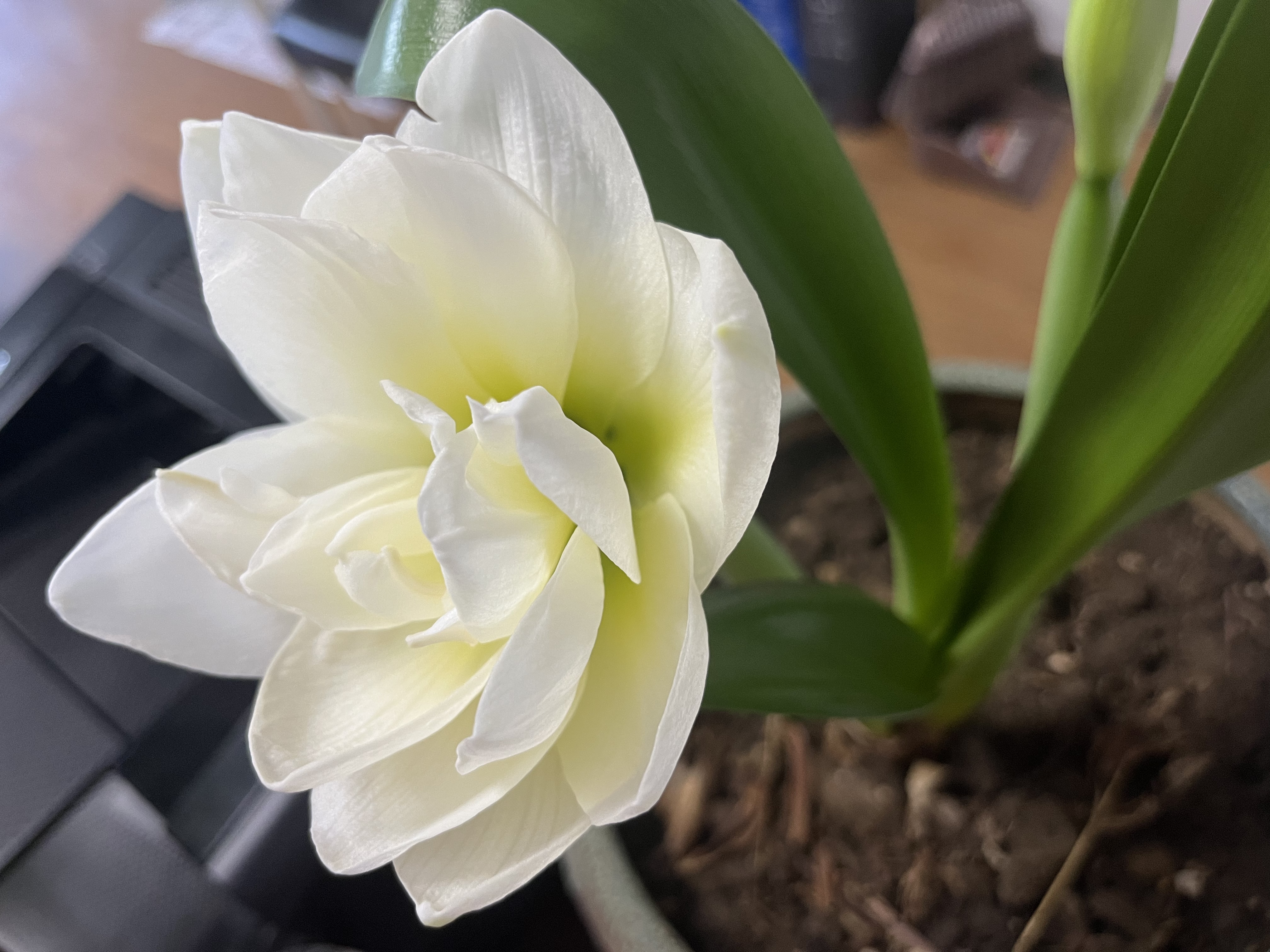 海蒂的花园进口朱顶红种球阿弗雷花卉植物盆栽年宵花卉源头直发 实拍图