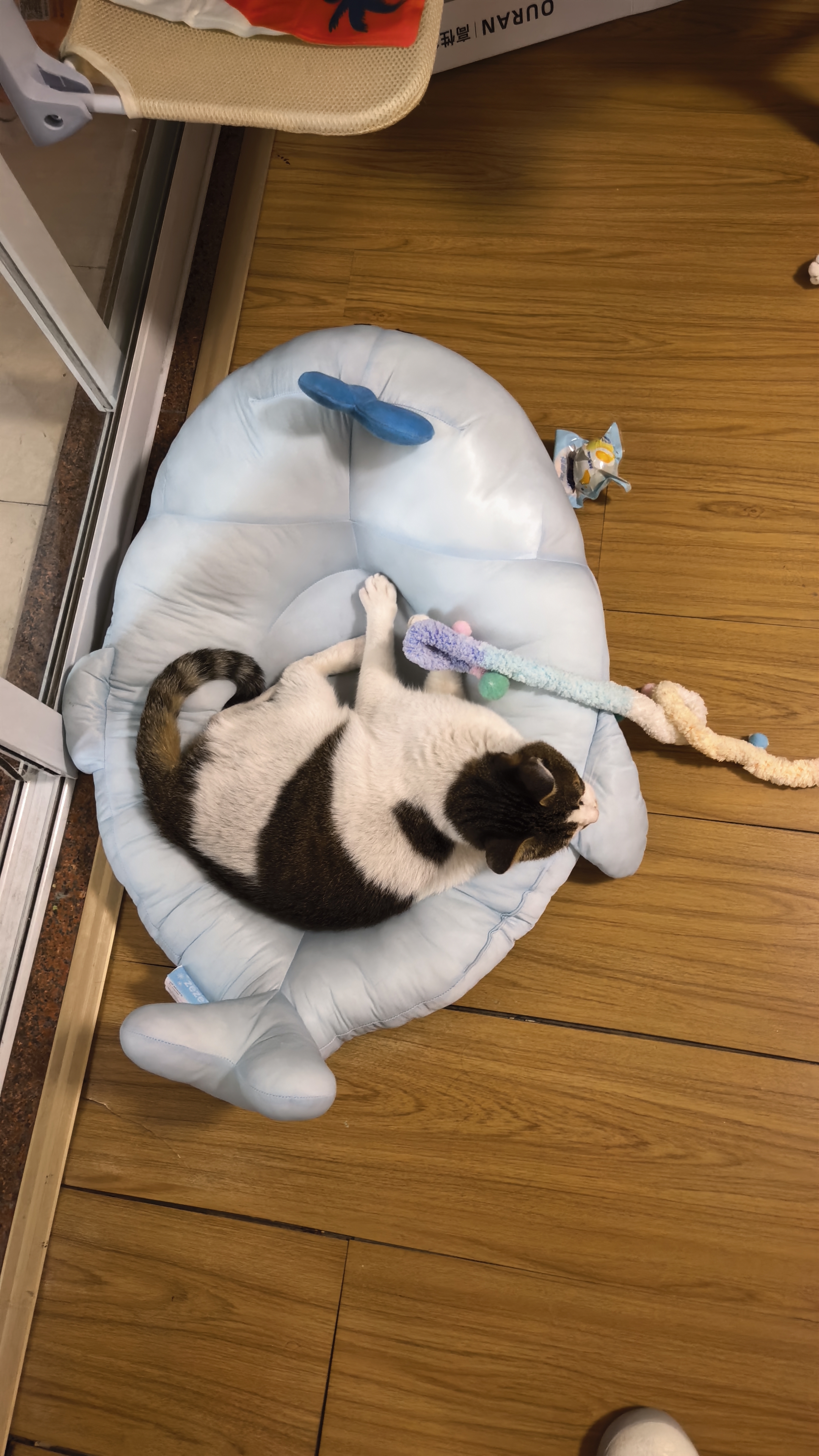 皇家猫粮 绝育幼猫粮 KS34 通用粮 6-12月 2KG 实拍图