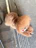 Sashas旗舰萨沙鲨鱼软骨素关节保护猫犬软骨骨骼呵护宠物关节日常保健 萨沙胶囊 30粒*1瓶 【猫犬通用】 实拍图
