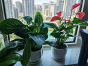 叹为观止18种吊兰任你选金边吊兰各种盆栽花卉客厅垂吊桌面植物净化空气 铂金钻【陶瓷盆】 含盆 实拍图