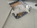 福丸 L型立式猫抓板 耐磨瓦楞纸板磨爪器不易掉屑猫窝猫玩具 实拍图