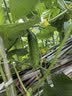 喜润家一次性碗食品级稻壳饭碗耐高温野餐结婚酒席碗筷餐具40只320ML 实拍图