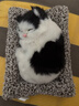 毛绒仿真猫会叫睡猫汽车摆件竹炭垫子猫净化空气家居装饰礼品玩偶 款式13 晒单实拍图