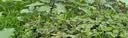 史丹利磷酸二氢钾花肥料花卉专用果树养花用磷钾肥叶面肥500g 实拍图