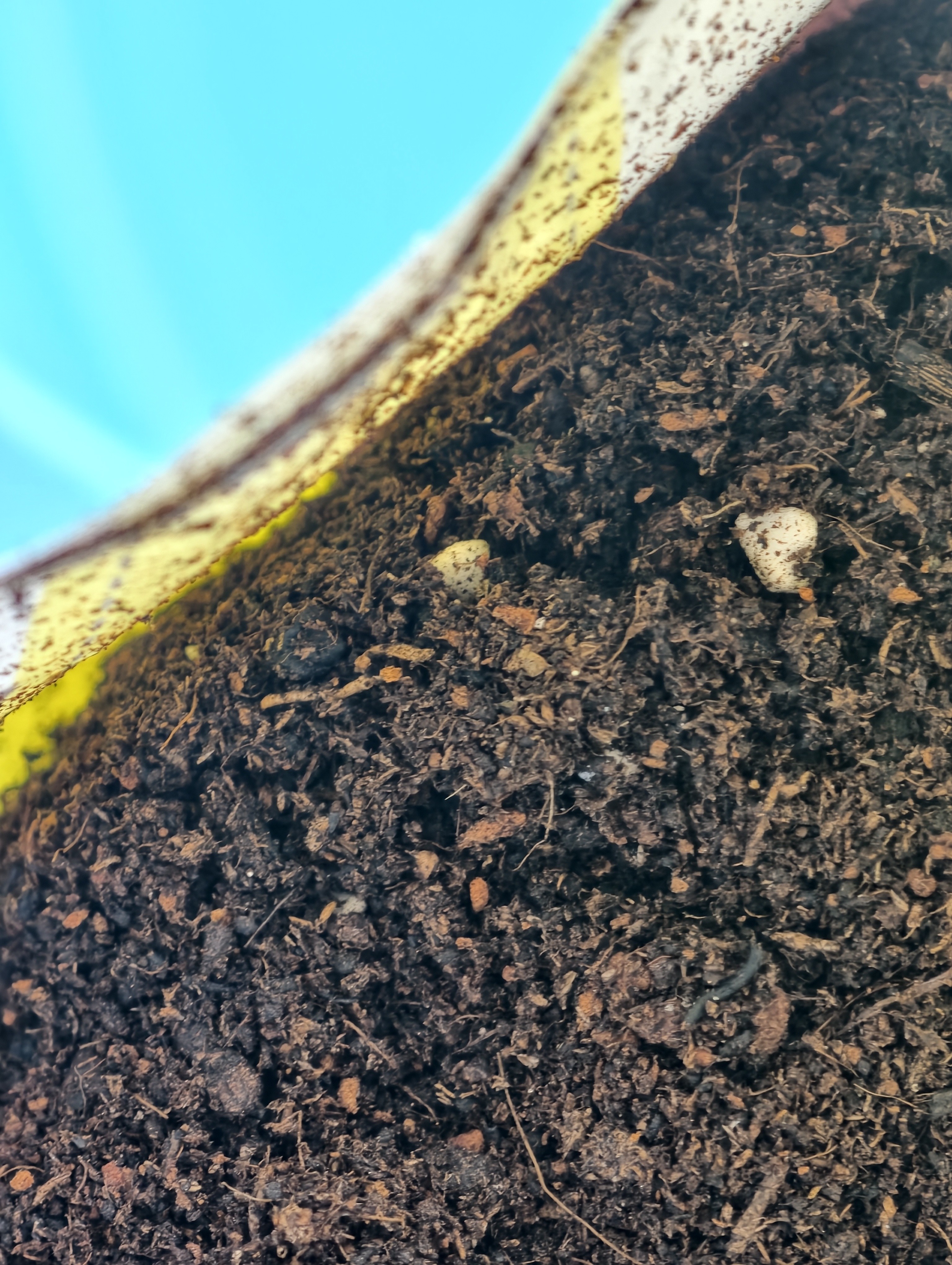 史丹利花土营养土6L 养花通用型多肉兰花专用种菜种花家用泥炭土壤种植 实拍图