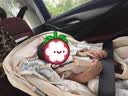 怡戈（Ekobebe）新生婴儿提篮式儿童安全座椅汽车用宝宝便携车载奶酪白【新国标】 实拍图