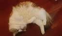 Orijen渴望猫粮 八重守护老年猫进口 猫粮4.5kg-效期至27年12月 实拍图