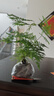 文竹盆栽绿植花卉盆景植物室内客厅水培文松云竹文竹大苗四季常青 小文竹【3棵性价比高】原土球发货 高度15-25cm 实拍图