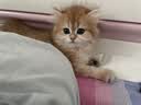 泰格宠物猫窝四季通用夏季藤编猫抓板超大号垫子编织猫咪狗狗睡觉宠物用品 藤编猫耳窝+奶白棉垫+奶白抱枕 小号【适合7斤内】 实拍图