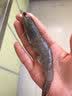 三座海 烟台海捕虾 1000g 40-50只 大虾明虾鲜活冷冻基围虾大对虾 海鲜水产  实拍图