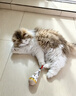 憨憨乐园猫玩具猫咪不倒翁羽毛铃铛逗猫棒球自嗨解闷神器猫猫小猫幼猫宠物 实拍图