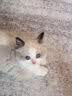 朗仕鲜肉猫粮 成猫幼猫通用型 布偶美短蓝猫 高蛋白牛肉猫粮10kg/20斤 实拍图