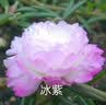 福东海特大片西洋参250克（1.2-1.4cm）长白山花旗参茶含泡水皂苷送长辈 实拍图