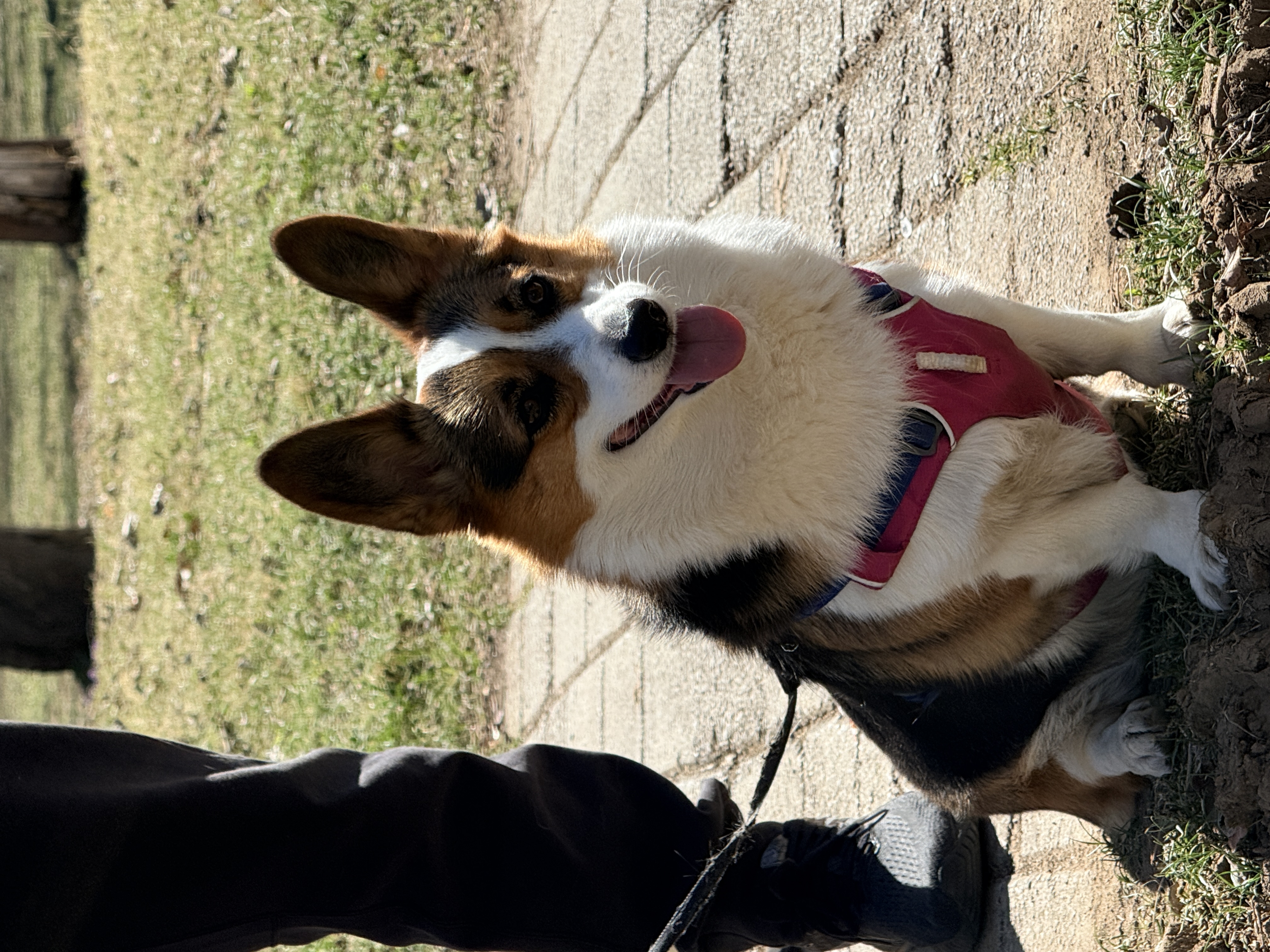 冠能狗粮成犬皮肤呵护成犬狗粮全价2.5kg 配方升级 新老包装随机发货 实拍图