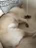 贝卫多狗狗体外驱虫药犬用长效打虫药外驱蜱虫跳蚤虱子疥螨蠕形螨 1000mg【20-40kg】 1片*1盒 实拍图