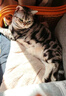 冠能猫粮 成猫猫粮鸡肉味10kg 全价猫粮 稳固免疫【宠物金选】 实拍图