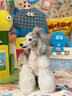 皇家狗粮 贵宾老年犬狗粮泰迪犬粮宠物小型犬PDA26全价犬粮≥8岁6.5KG 实拍图