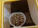 纽顿（Nutram Number）纽顿狗粮美国进口T28无谷低升糖鳟鱼幼犬成犬全龄犬 T28-6kg 实拍图