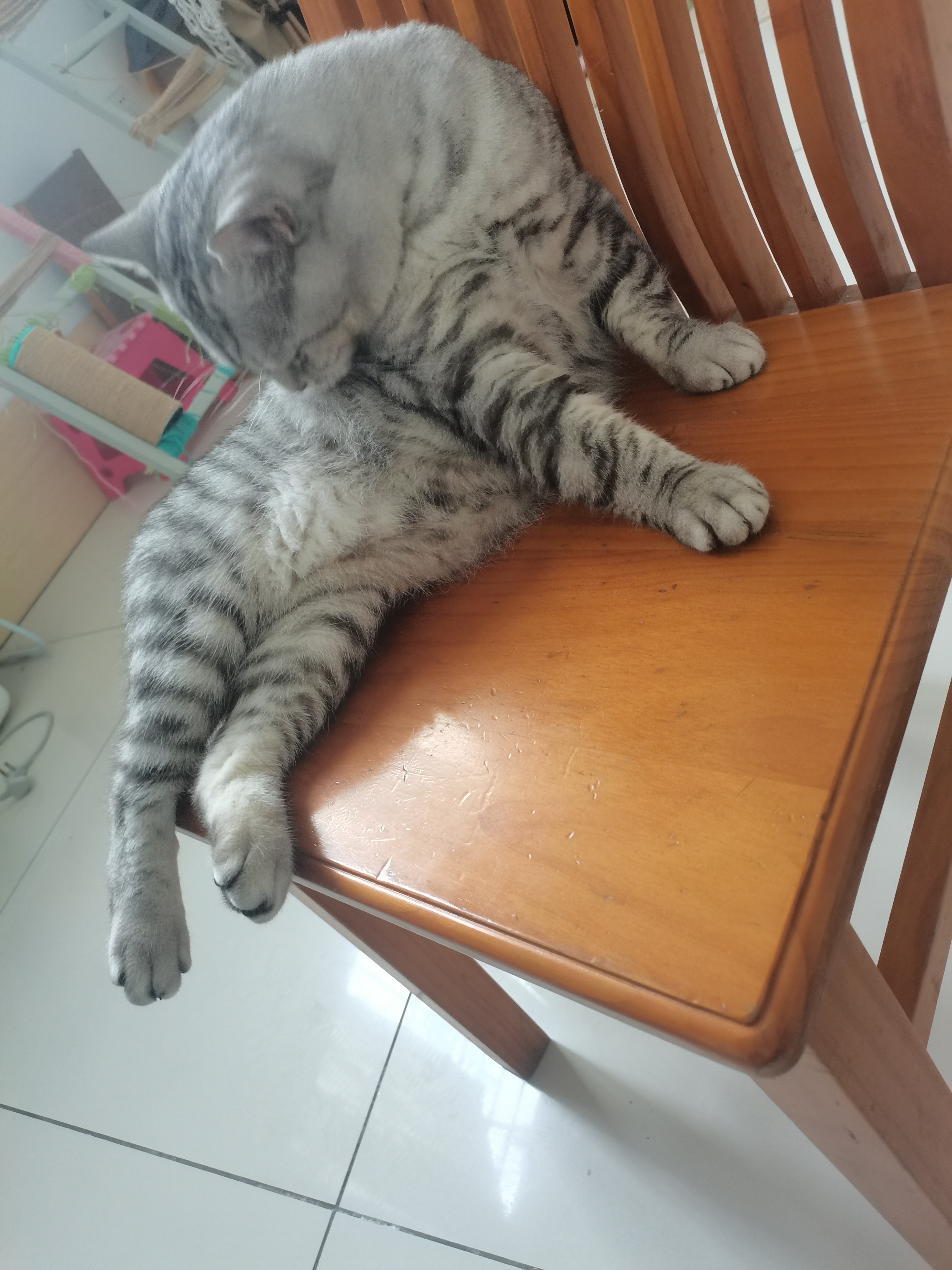 麦富迪猫罐头 barf霸弗主食猫罐头猫咪零食湿粮成猫呵护泌尿100g*12罐 实拍图