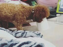 冠能狗粮小型犬成犬狗粮10kg狗粮含脂肪酸呵护心脏效期至26.10 实拍图