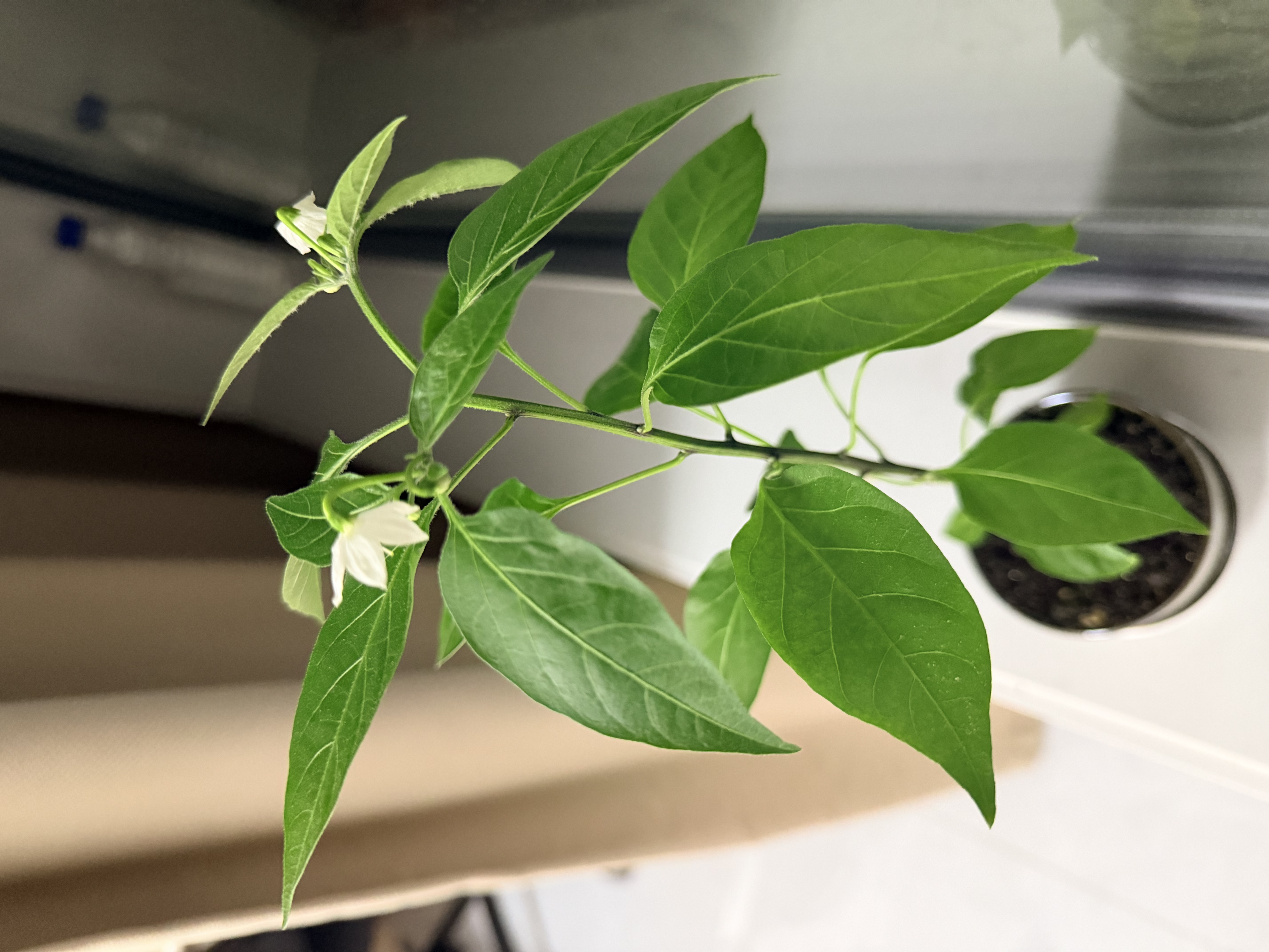 贝多辰（Beethostar）可折叠电钢琴61键电子钢琴便携成人儿童幼师专业琴NM-8605 实拍图