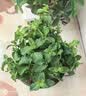 蝴蝶之舞 薄荷盆栽可食用留兰香柠檬薄荷叶可食用新鲜绿植四季常青植物 大盆薄荷(加仑盆) 含盆 实拍图