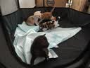 喔喔（WOWO）猫罐头猫零食 猫湿粮成猫宠物猫用浓汤补水罐 【推荐】金枪鱼+鸡肉共24罐 实拍图