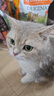 instinct进口猫粮百利无谷鸡全猫幼猫干粮11磅/5kg 实拍图